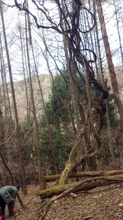 IMGP4491.jpg