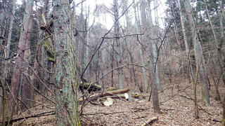 IMGP4493.jpg
