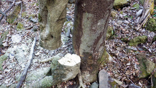 IMGP4505.jpg