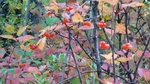P1000320.jpg