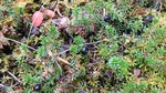 P1000765.jpg