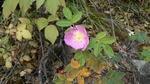 P1000865.jpg